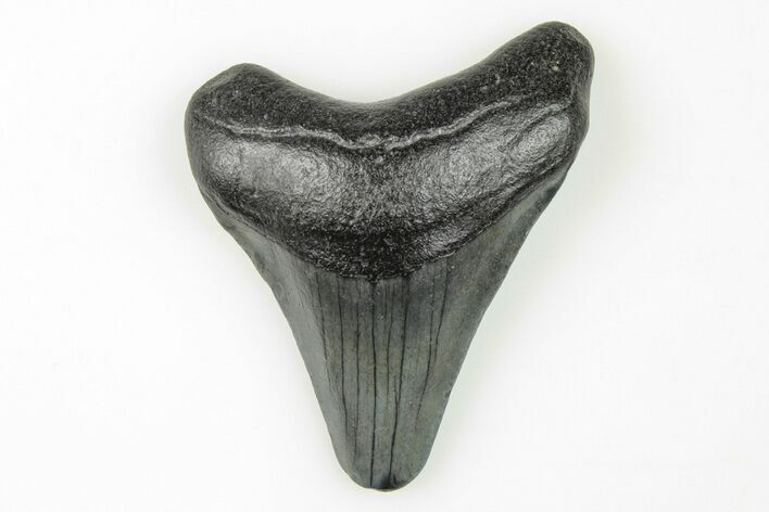 Juvenile Megalodon Tooth - South Carolina #196112